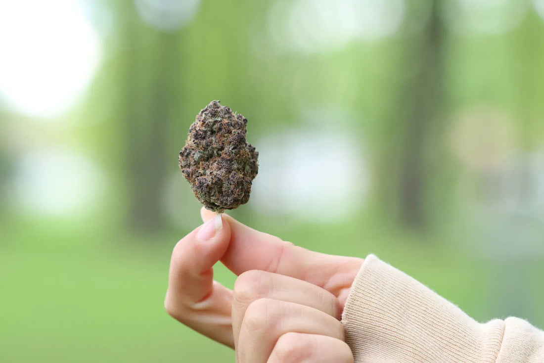 Trop Cherry – Strain Review