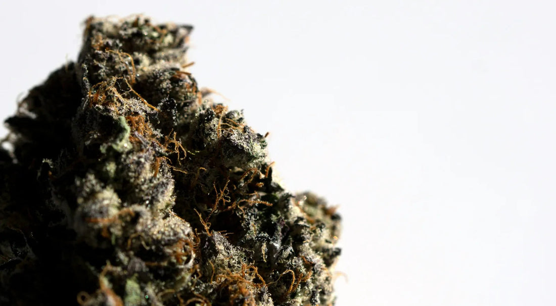 Choose the Right Hemp Strain: A Guide for Smoking Enthusiasts