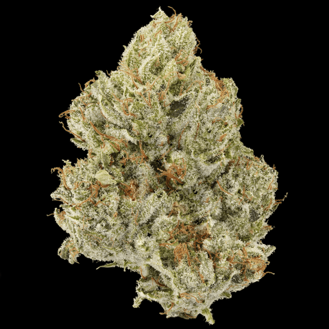 Gorrilla Glue #4
