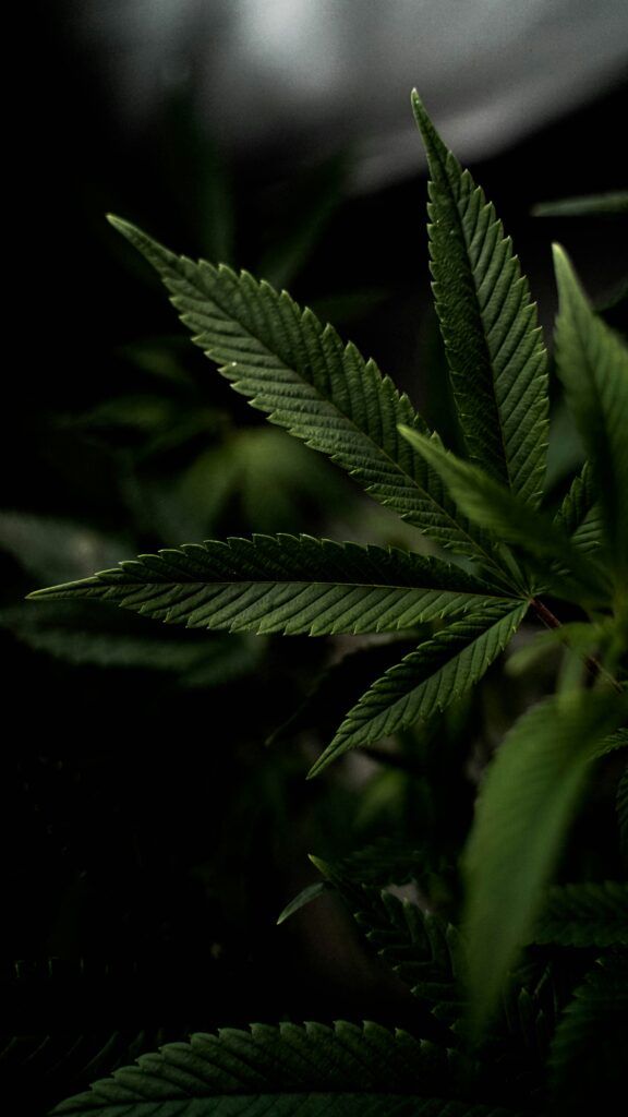 Smoking Hemp Flower